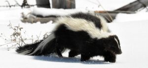 A black and white striped skunk with thick fur walking through deep white snow.