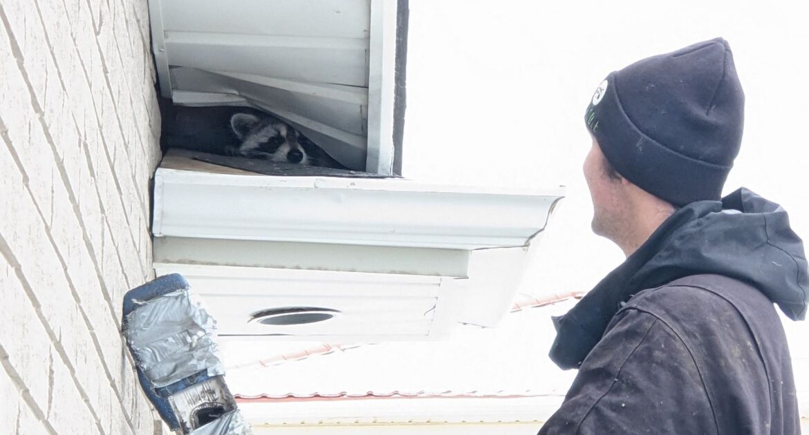 A technician on a ladder looking up at a raccoon tucked into a gap in the white soffit of a brick house.