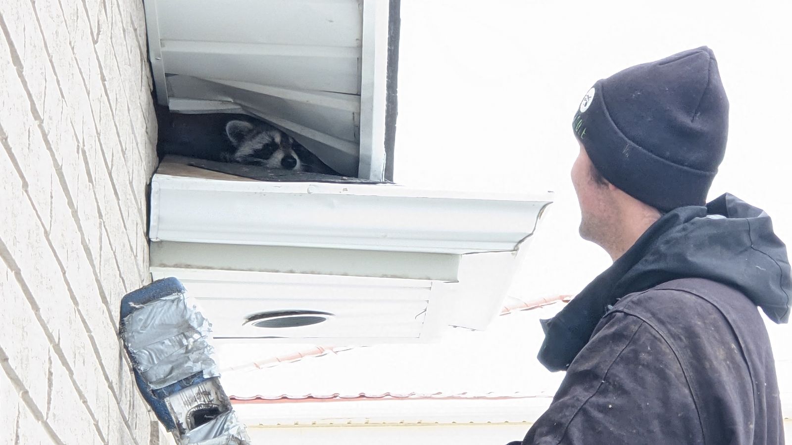 A technician on a ladder looking up at a raccoon tucked into a gap in the white soffit of a brick house.