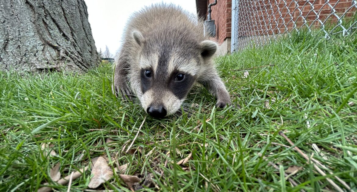 A close-up view of a young raccoon in green grass near a brick building and a chain-link fence.
