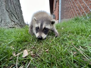 A close-up view of a young raccoon in green grass near a brick building and a chain-link fence.
