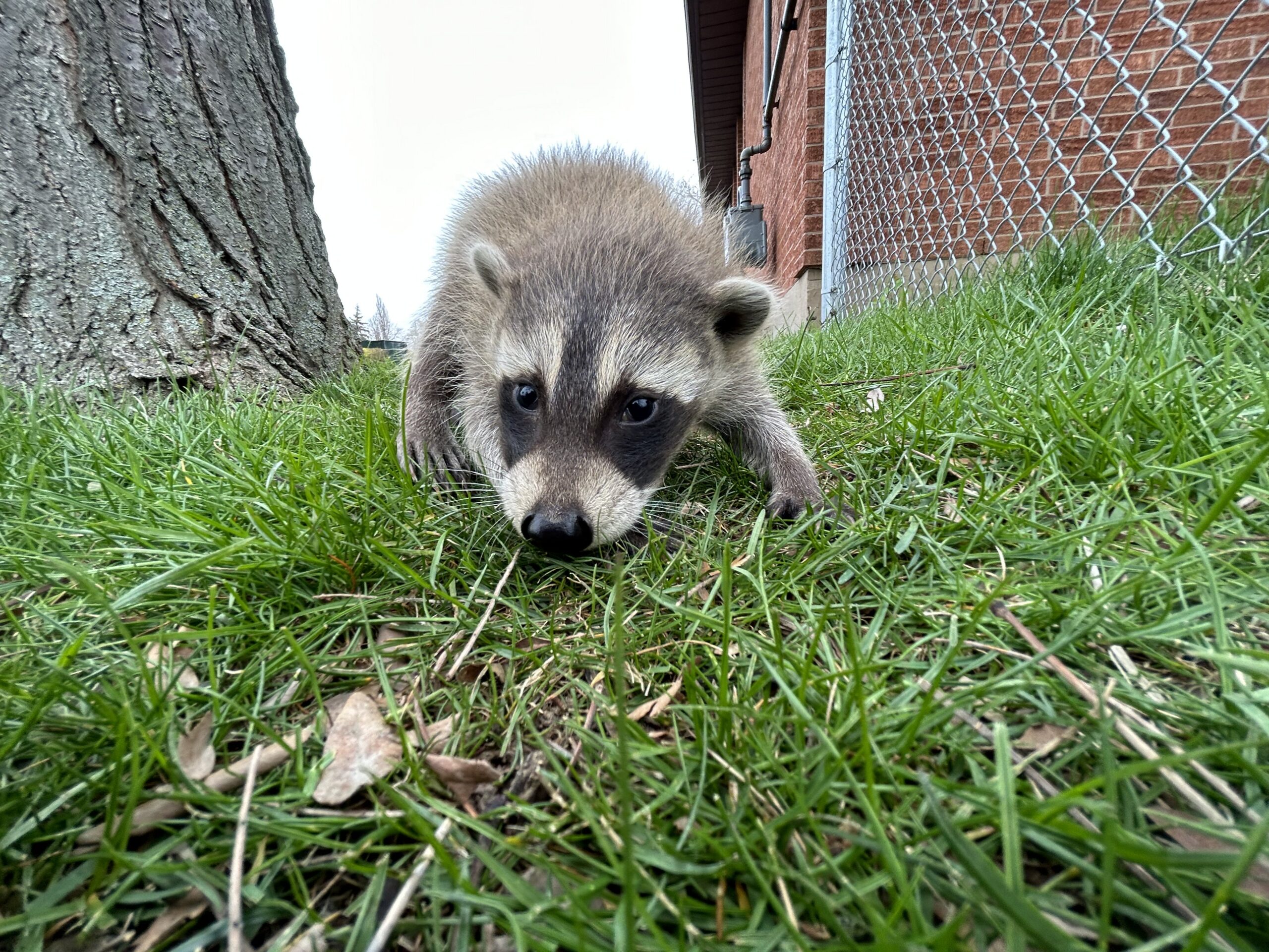 A close-up view of a young raccoon in green grass near a brick building and a chain-link fence.