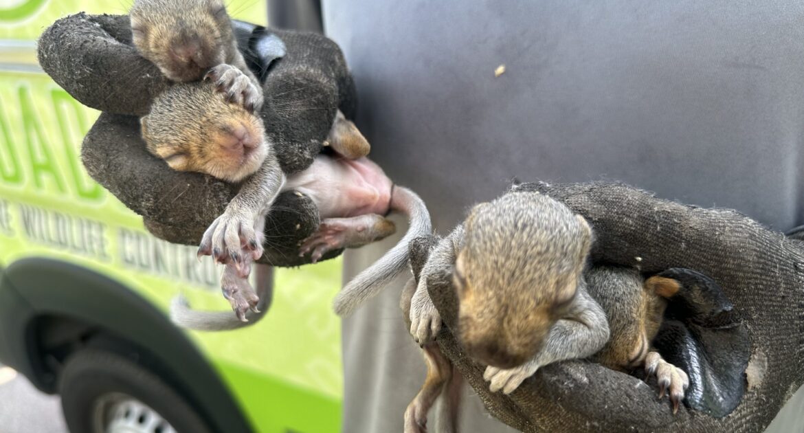 A wildlife technician wearing heavy protective gloves gently holding four tiny, sleeping baby squirrels in front of a green Skedaddle service vehicle.