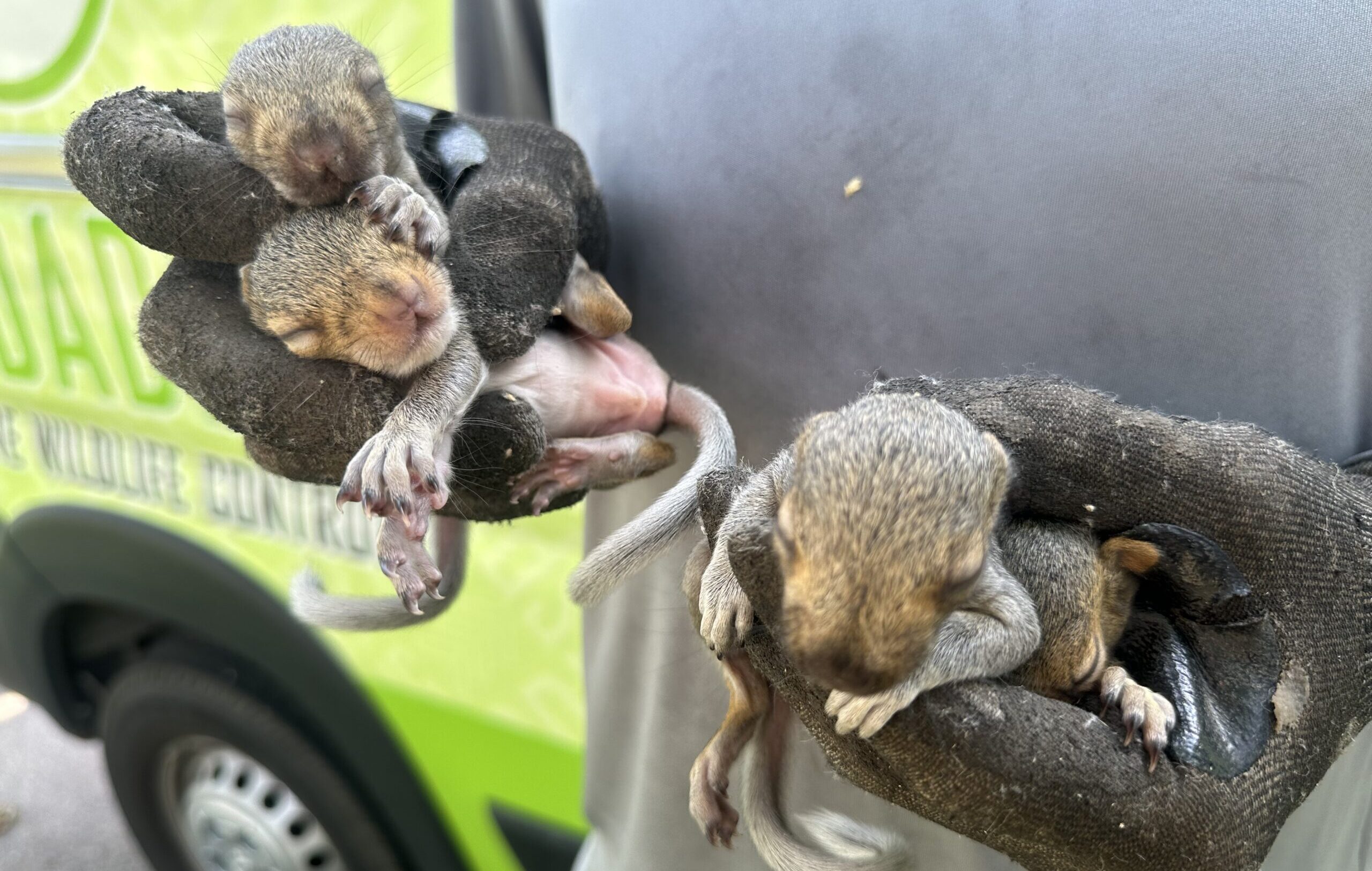 A wildlife technician wearing heavy protective gloves gently holding four tiny, sleeping baby squirrels in front of a green Skedaddle service vehicle.
