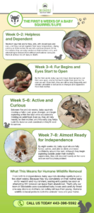 An infographic titled "Baby Squirrels: How Old Are They?" showing four stages of development from newborn to 6 weeks old.