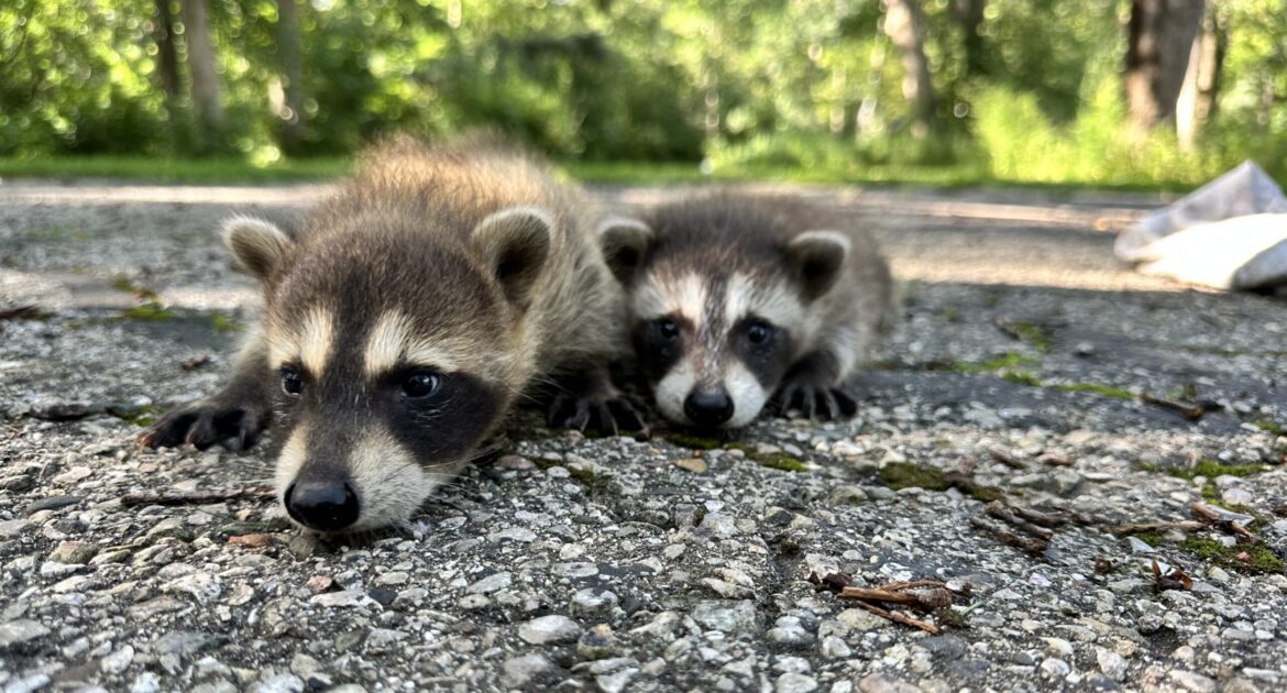 Two young baby raccoons huddled together on a gravel surface during a humane wildlife relocation process.