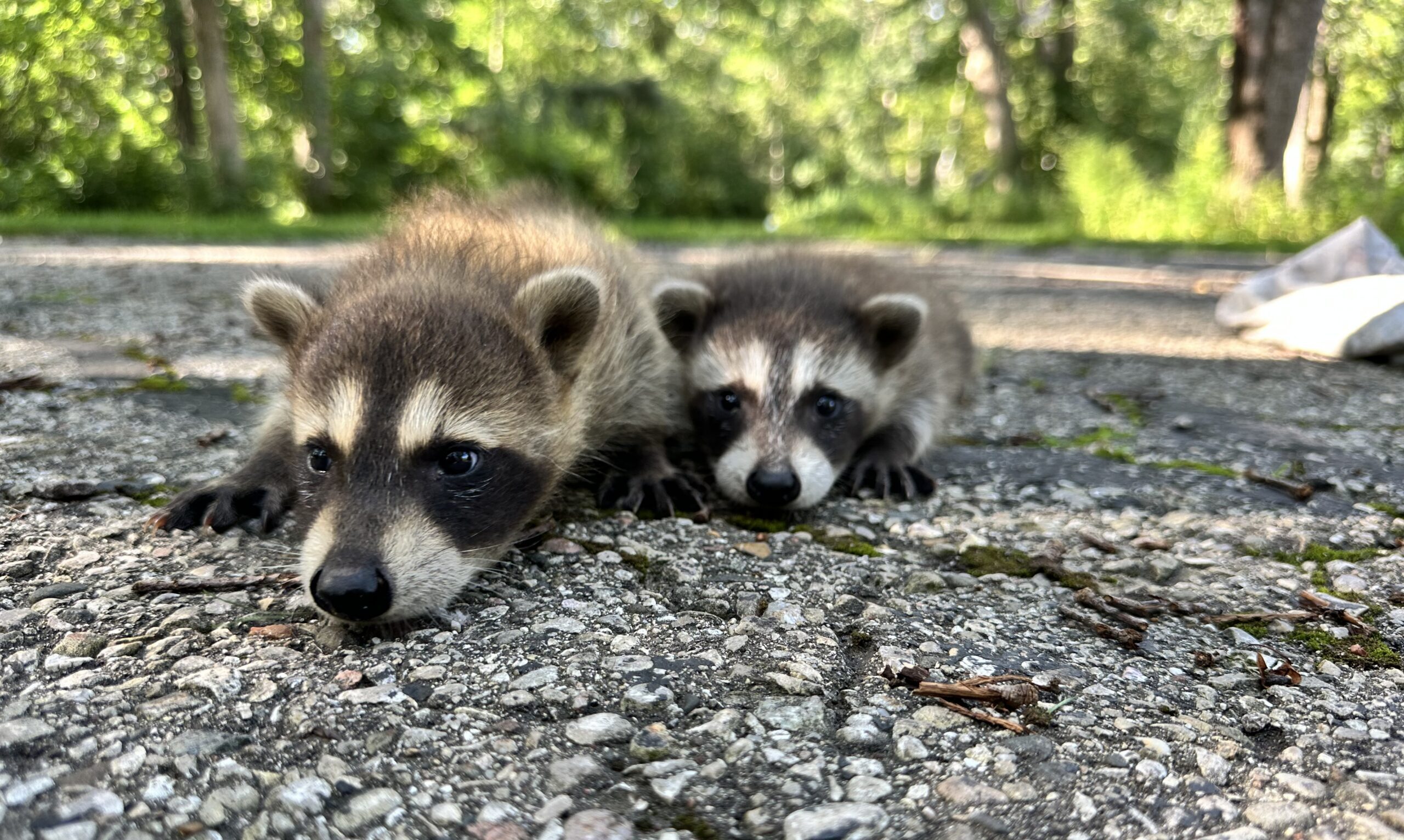 Two young baby raccoons huddled together on a gravel surface during a humane wildlife relocation process.