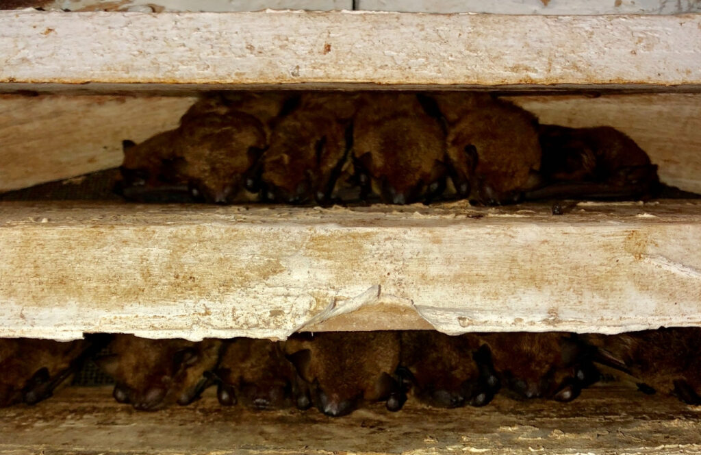 A group of small brown bats huddling together in two horizontal rows within the tight crevices of aged wooden beams.
