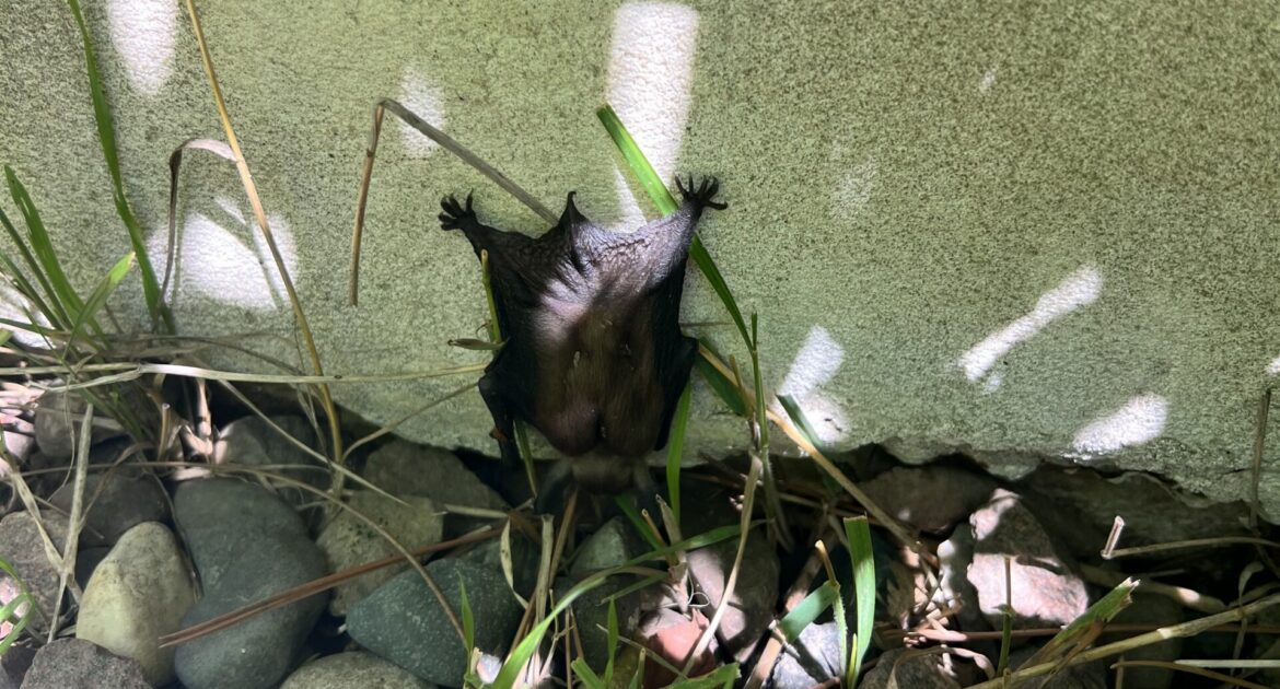 A small brown bat clinging to a light-colored exterior wall near the ground, surrounded by rocks and grass in the sunlight.