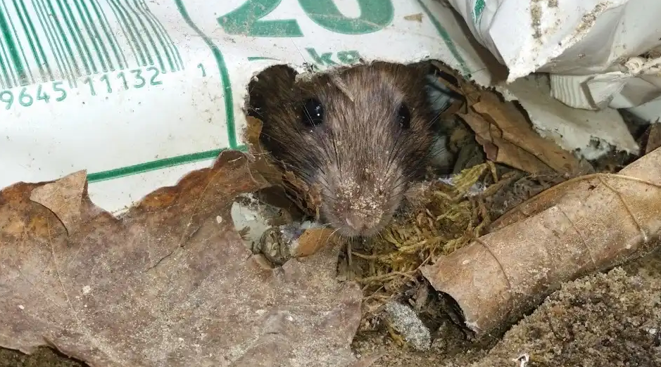 A large brown rat standing on its hind legs on a granite countertop, reaching into a bowl of food next to a tile backsplash.
