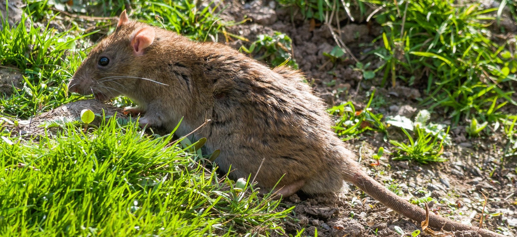 A brown Norway rat with coarse fur and a long tail foraging in a grassy area with patches of bare dirt.