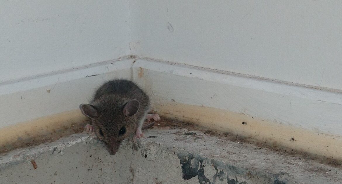 A small grey house mouse peering over the edge of a concrete step in the corner of a white-walled room.