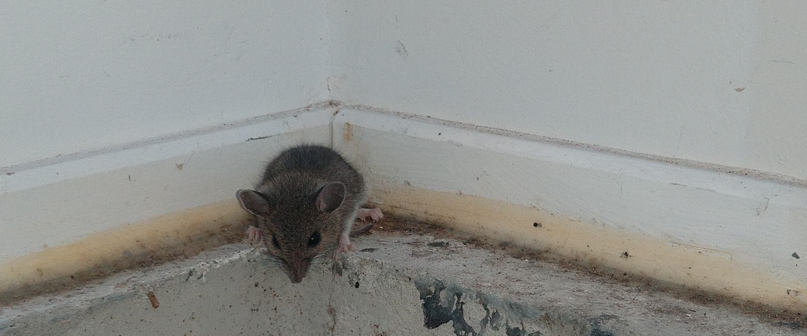 A small grey house mouse peering over the edge of a concrete step in the corner of a white-walled room.
