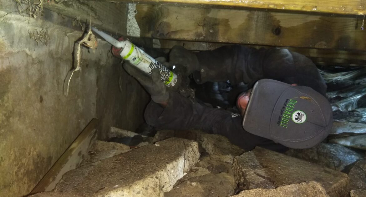 A Skedaddle wildlife technician wearing a branded hat and work gloves crawls through a tight, dark space under a deck or crawl space to seal foundation gaps with professional exclusion sealant.