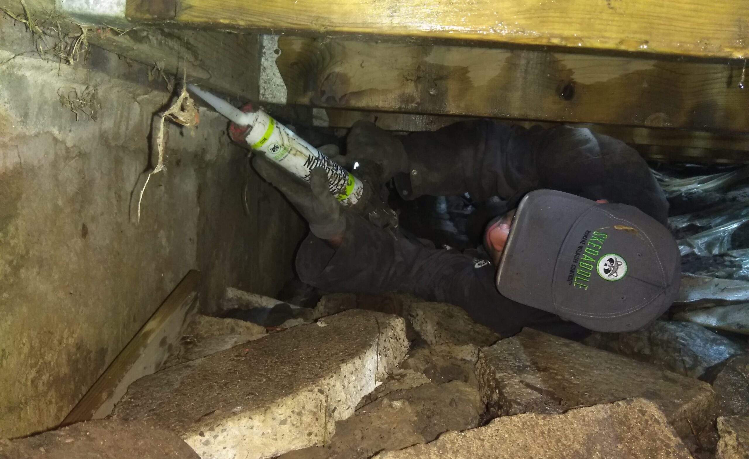 A Skedaddle wildlife technician wearing a branded hat and work gloves crawls through a tight, dark space under a deck or crawl space to seal foundation gaps with professional exclusion sealant.