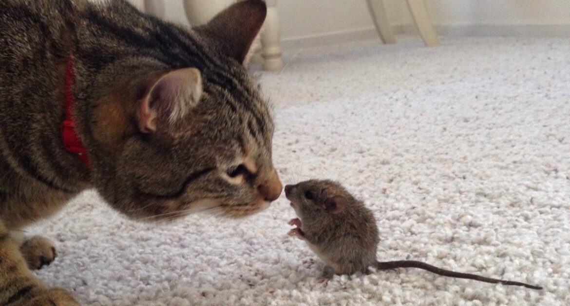 A close-up profile view of a tabby cat with a red collar sniffing a small wild mouse standing on its hind legs on a white carpet.