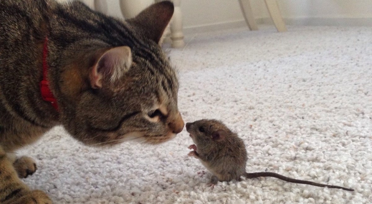 A close-up profile view of a tabby cat with a red collar sniffing a small wild mouse standing on its hind legs on a white carpet.