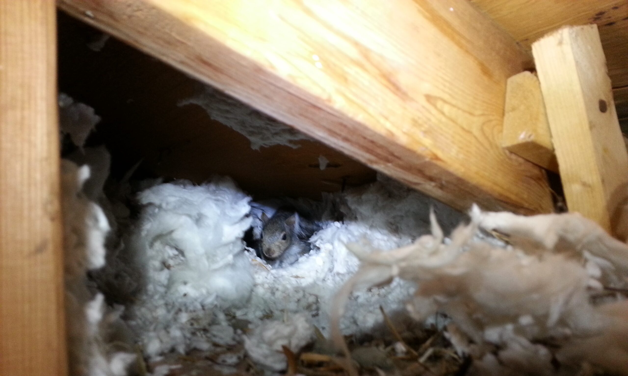 A grey squirrel peering out from a burrow made inside thick white blown-in attic insulation between wooden roof rafters.