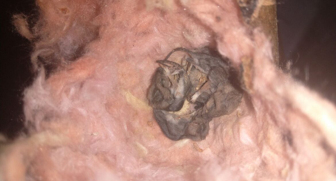 A close-up view looking down into a small, well-defined bowl-shaped nest made of bundled pink fiberglass insulation, with several dried animal droppings visible inside.