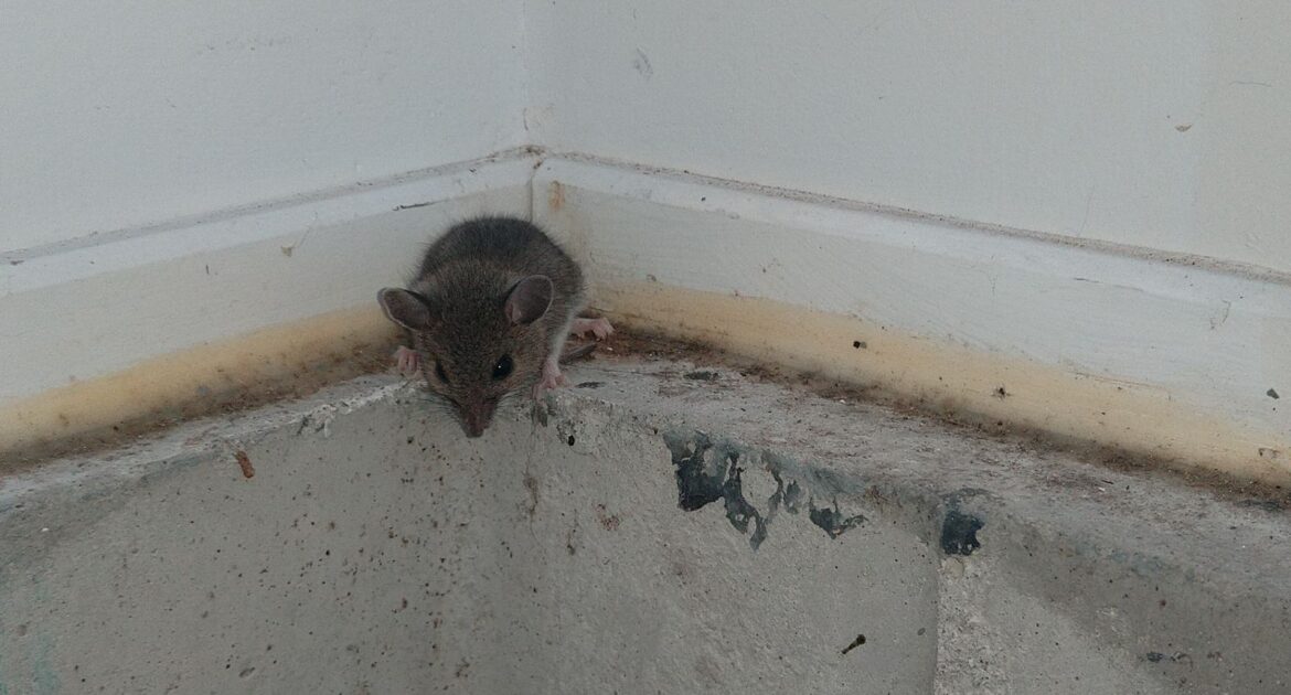 A small, gray-brown house mouse with large ears and dark eyes crouching on a concrete ledge in the corner of a building's exterior.