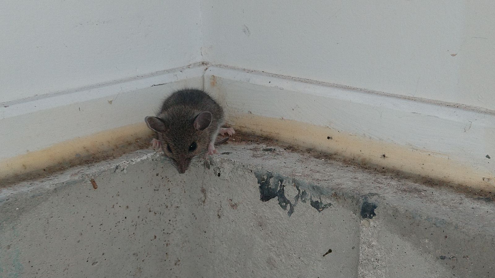 A small, gray-brown house mouse with large ears and dark eyes crouching on a concrete ledge in the corner of a building's exterior.