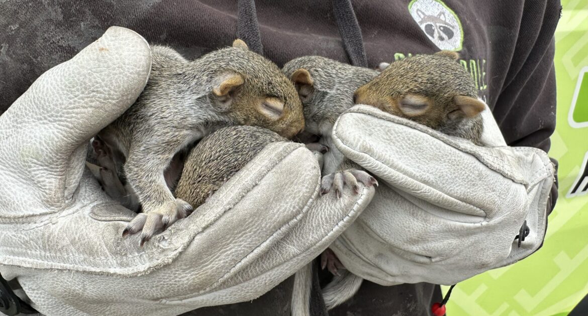 A wildlife technician wearing thick protective gloves gently cradles three small, sleeping baby Eastern Grey Squirrels in their hands.