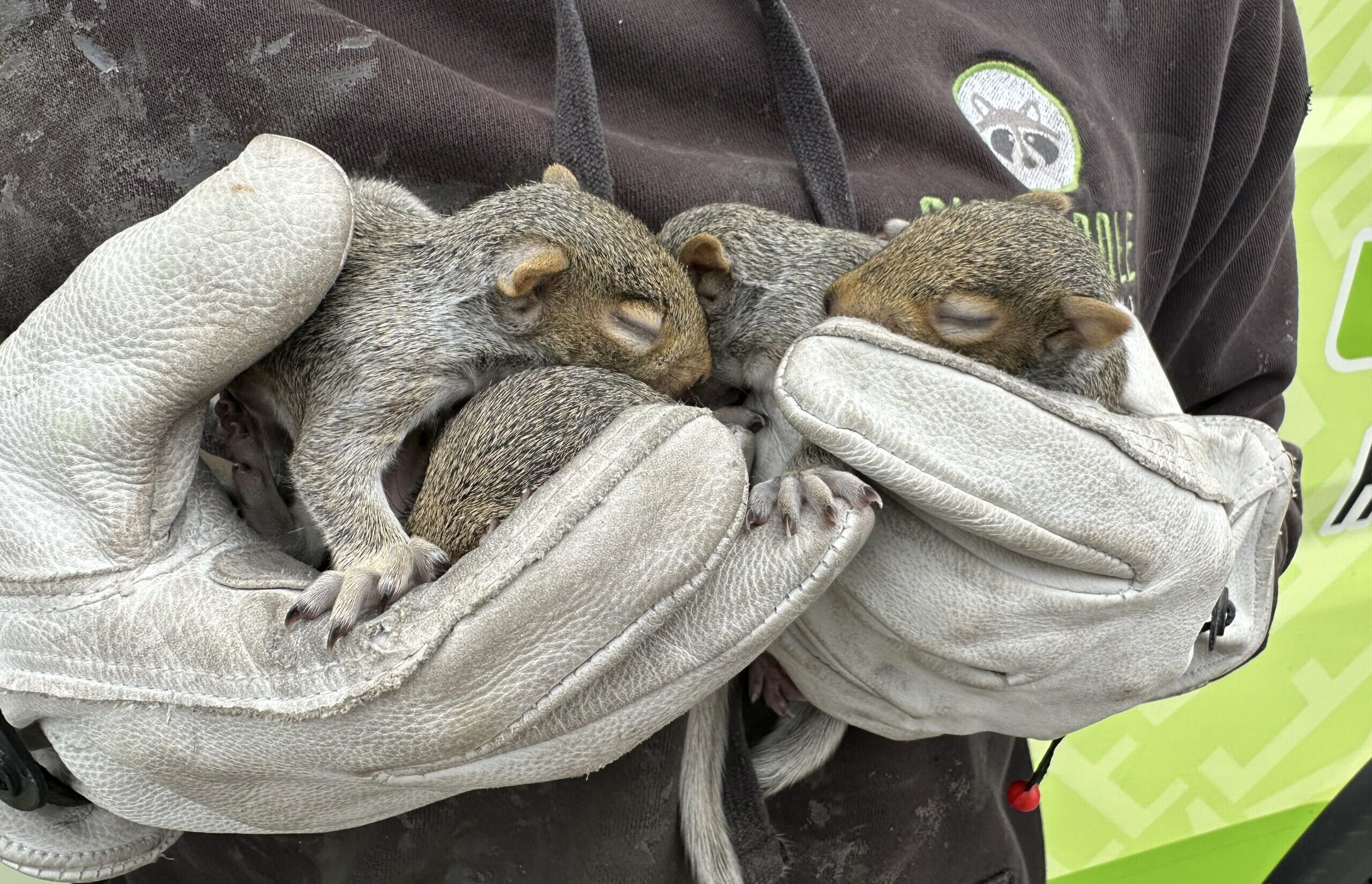 A wildlife technician wearing thick protective gloves gently cradles three small, sleeping baby Eastern Grey Squirrels in their hands.