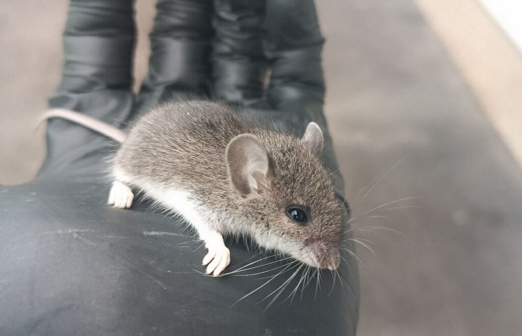 A small brown and white mouse sitting on the palm of a hand wearing a black protective nitrile glove, with a blurred outdoor driveway in the background.