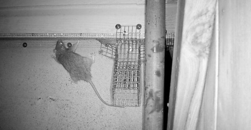 A black and white infrared night-vision photo showing a rat climbing on a wire mesh exclusion barrier next to a specialized one-way exit door installed on a wall.