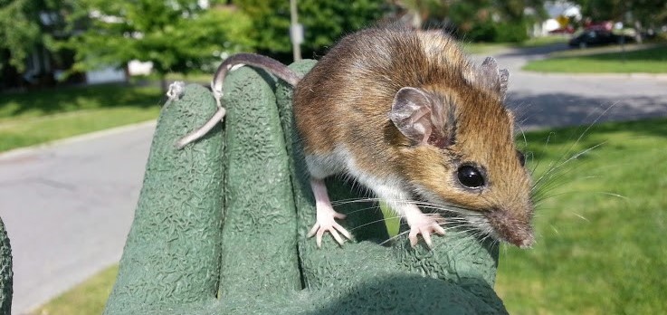 A person wearing a thick green protective glove holding a wild deer mouse outdoors with a suburban street and green lawn in the background.
