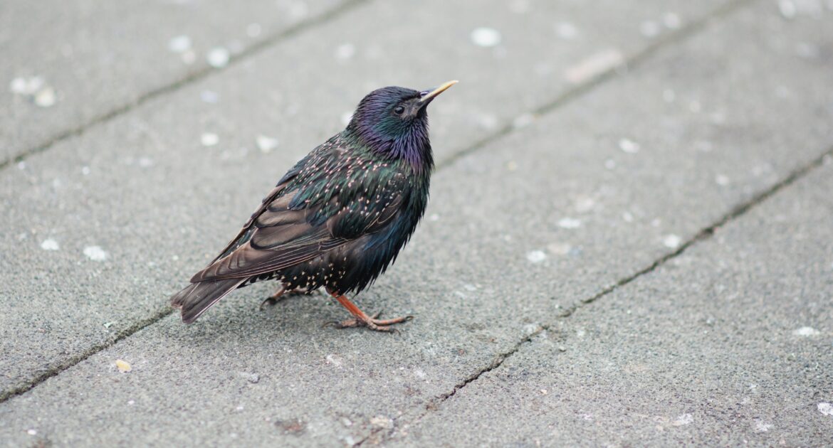 A close-up shot of a European Starling with glossy black and iridescent purple-green feathers and white spots standing on a gray paved surface.