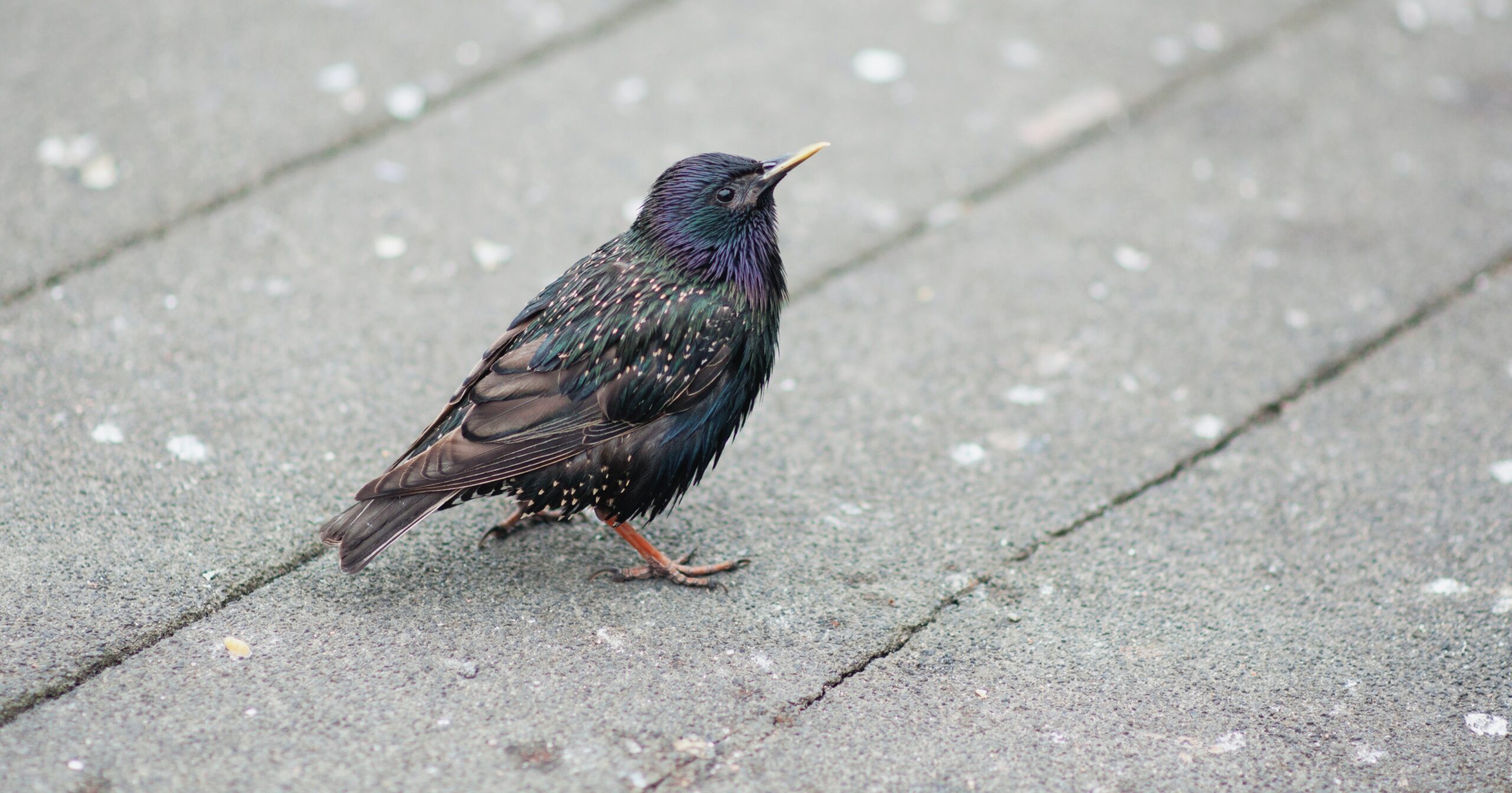 A close-up shot of a European Starling with glossy black and iridescent purple-green feathers and white spots standing on a gray paved surface.
