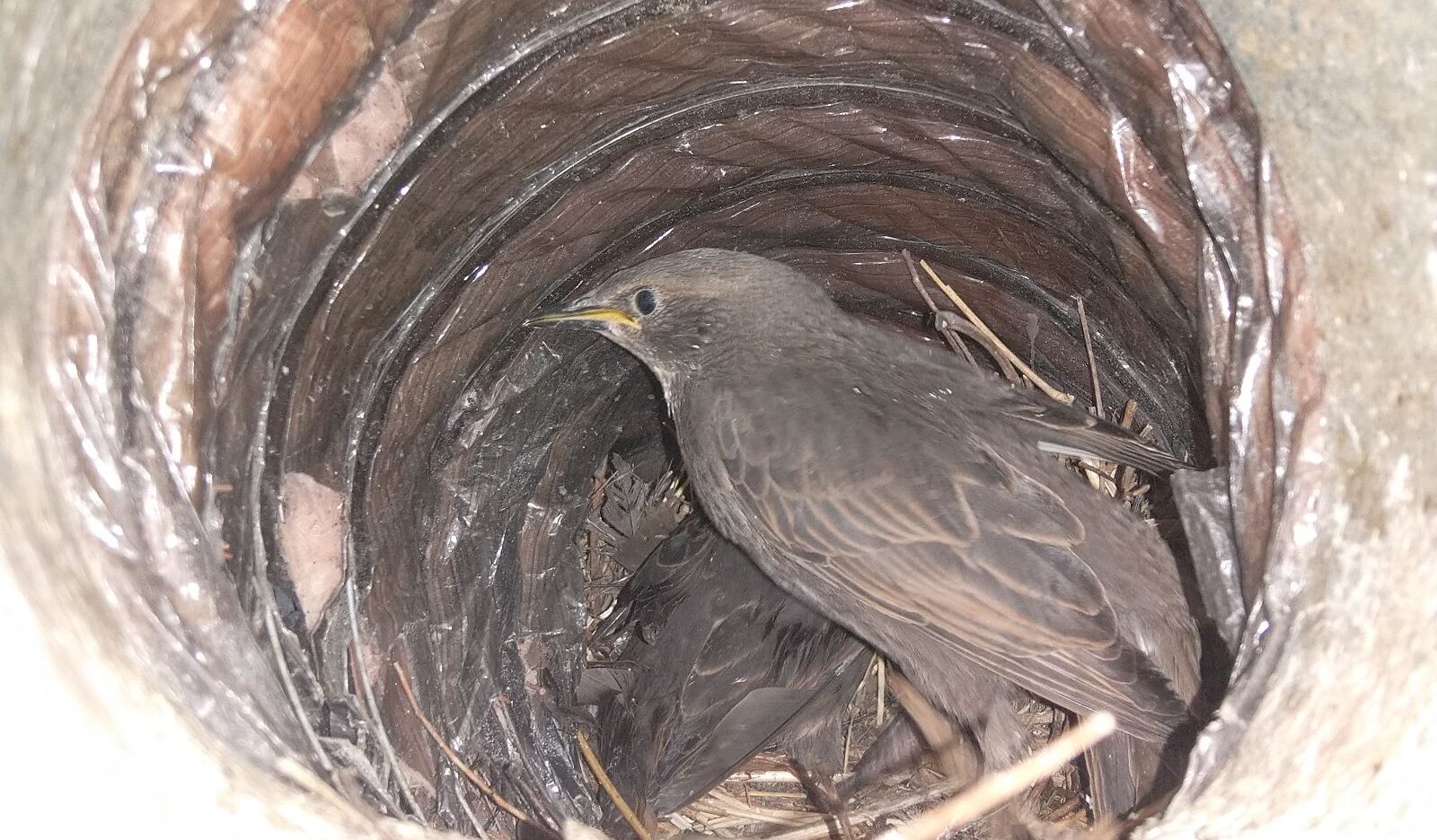 A gray juvenile European Starling sitting in a nest built inside a flexible foil dryer or bathroom exhaust duct.