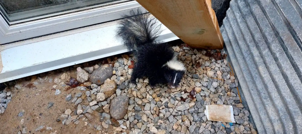 Juvenile Striped Skunk Foraging Near a Home A small black and white baby skunk with a fluffy tail walking on gravel and dirt next to a white window frame and a wooden post.