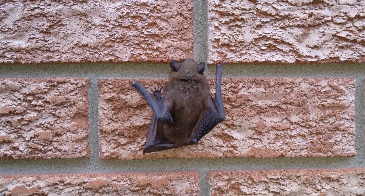 A small brown bat clinging to a textured red and tan brick wall using its claws, viewed from behind to show its fur and wing structure.