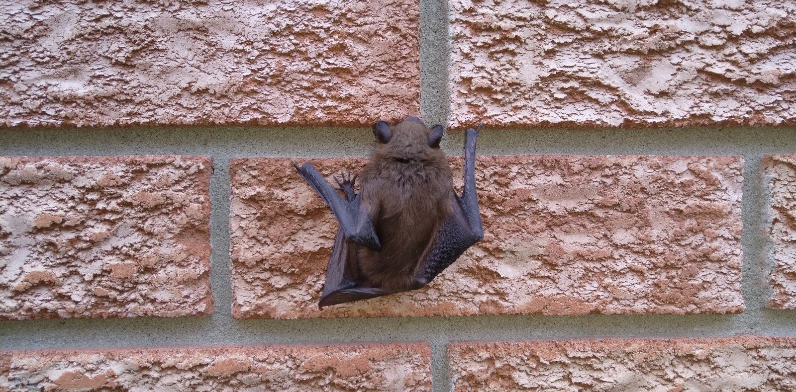 A small brown bat clinging to a textured red and tan brick wall using its claws, viewed from behind to show its fur and wing structure.