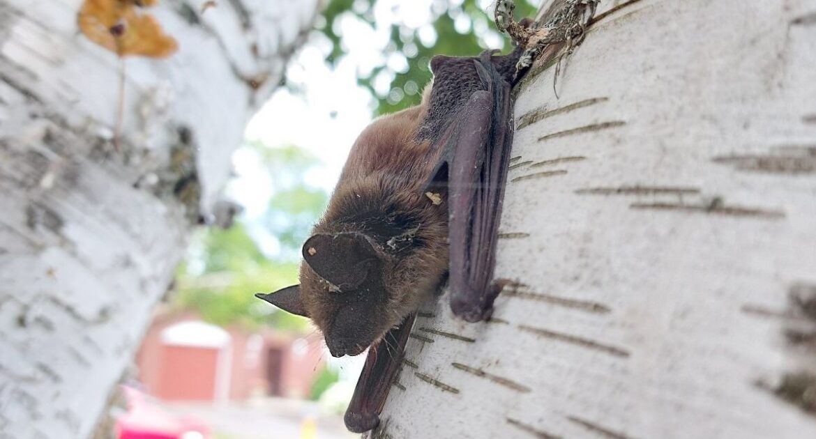 A close-up of a small brown bat clinging vertically to the white, textured bark of a birch tree in a suburban setting.
