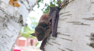 A close-up of a small brown bat clinging vertically to the white, textured bark of a birch tree in a suburban setting.