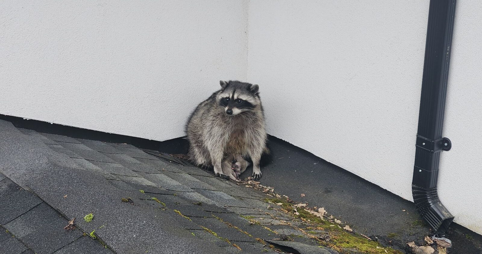 An adult female raccoon sitting protectively over her small babies in a roof corner where two white walls meet, next to a black downspout.