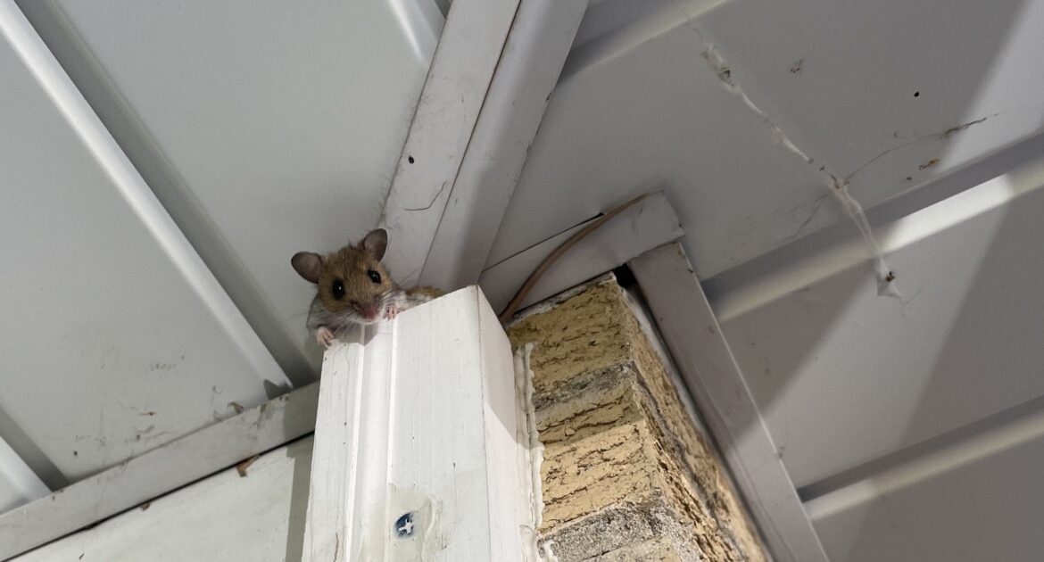 A small brown mouse peeking its head over a white wooden pillar where it meets a white aluminum soffit and a tan brick wall.