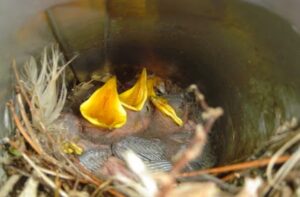 Three baby starlings with bright yellow open beaks resting in a nest of twigs and feathers inside a smooth metal vent pipe.