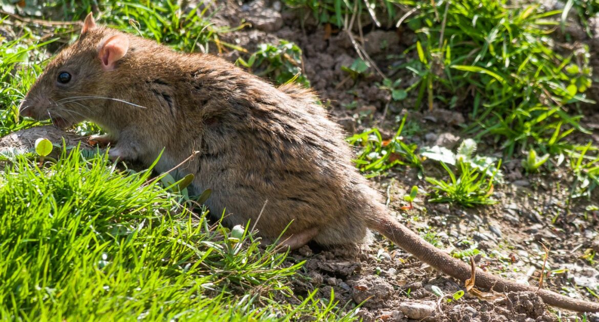 A brown Norway rat with coarse fur and a long scaly tail sniffing the ground in a patch of green grass and dirt.