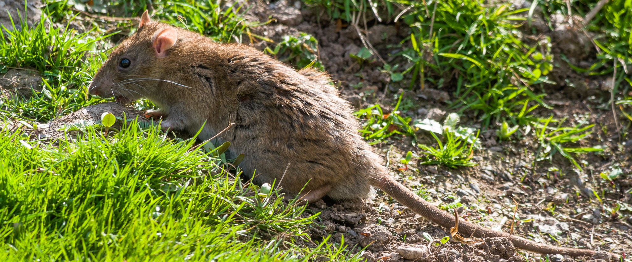 A brown Norway rat with coarse fur and a long scaly tail sniffing the ground in a patch of green grass and dirt.