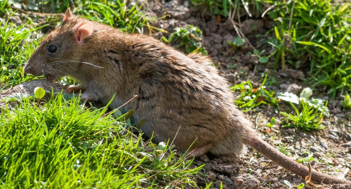 A brown Norway rat foraging in a grassy backyard near a dirt burrow, showing its thick fur and long, scaly tail.