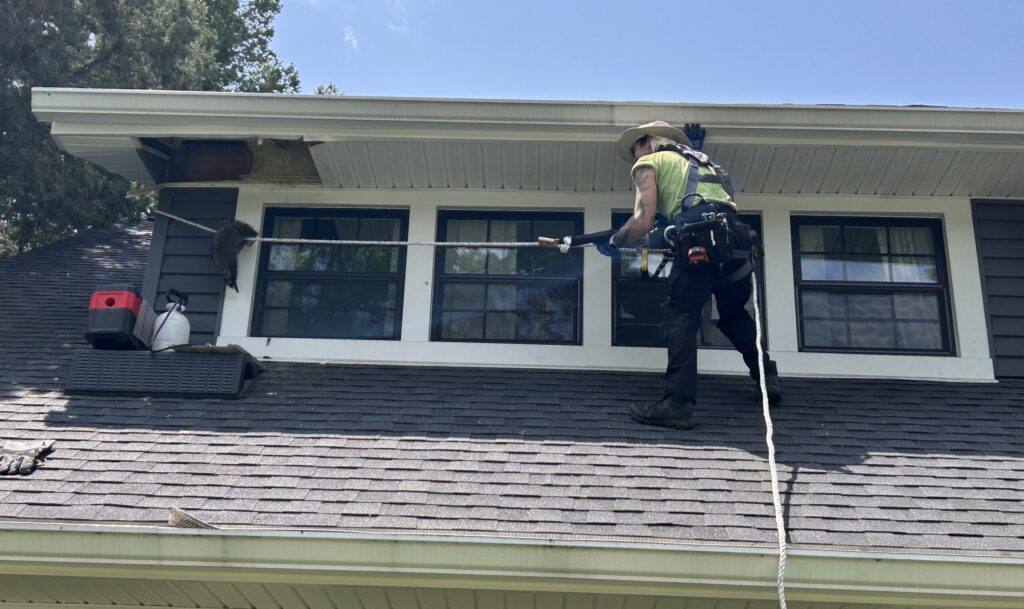A Skedaddle wildlife technician wearing a safety harness and sun hat works on a residential roof to remove a raccoon from a damaged soffit area.