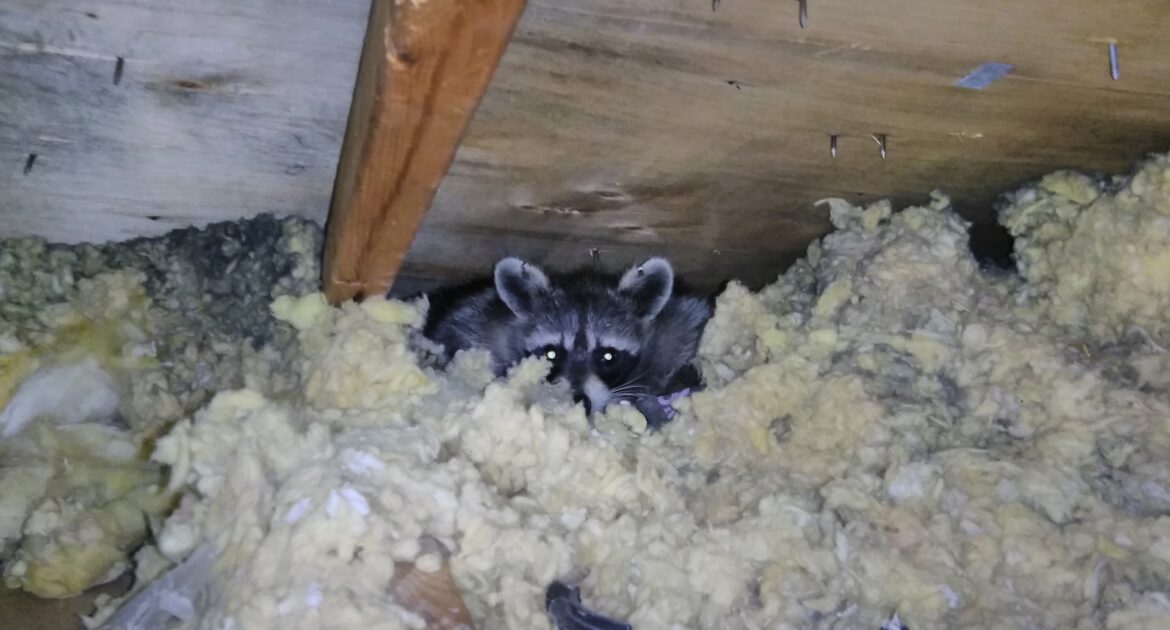 A raccoon peeking out from a thick layer of yellow fiberglass attic insulation under a wooden roof.