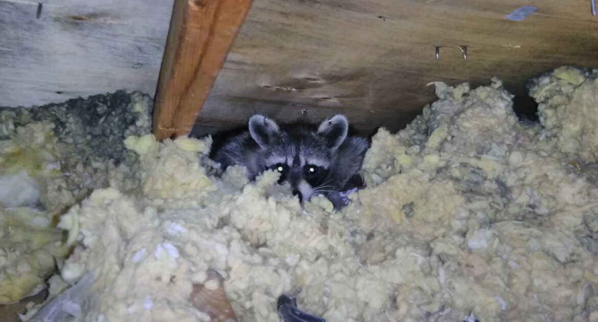 A raccoon with glowing eyes peeking out from a thick layer of yellow fiberglass insulation in a dark attic crawl space.
