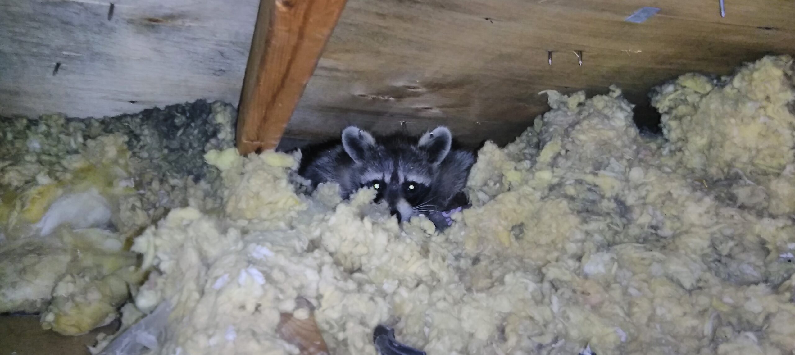 A raccoon with glowing eyes peeking out from a thick layer of yellow fiberglass insulation in a dark attic crawl space.