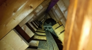 Raccoon Nesting in Residential Attic Rafters A masked raccoon peering down from wooden attic rafters and support beams inside a dark residential crawl space.