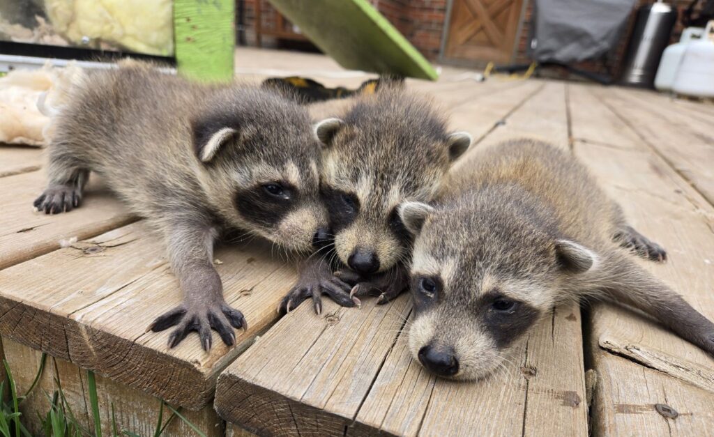 Raccoon Babies on Deck